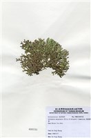 藏品(扁乳節藻)的圖片